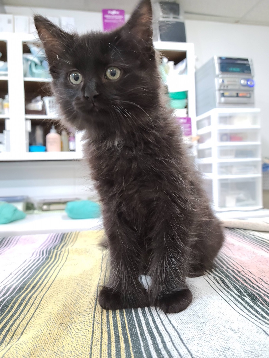 Hooksett Veterinary Clinic, Inc. Hooksett, NH Surgical FAQ's